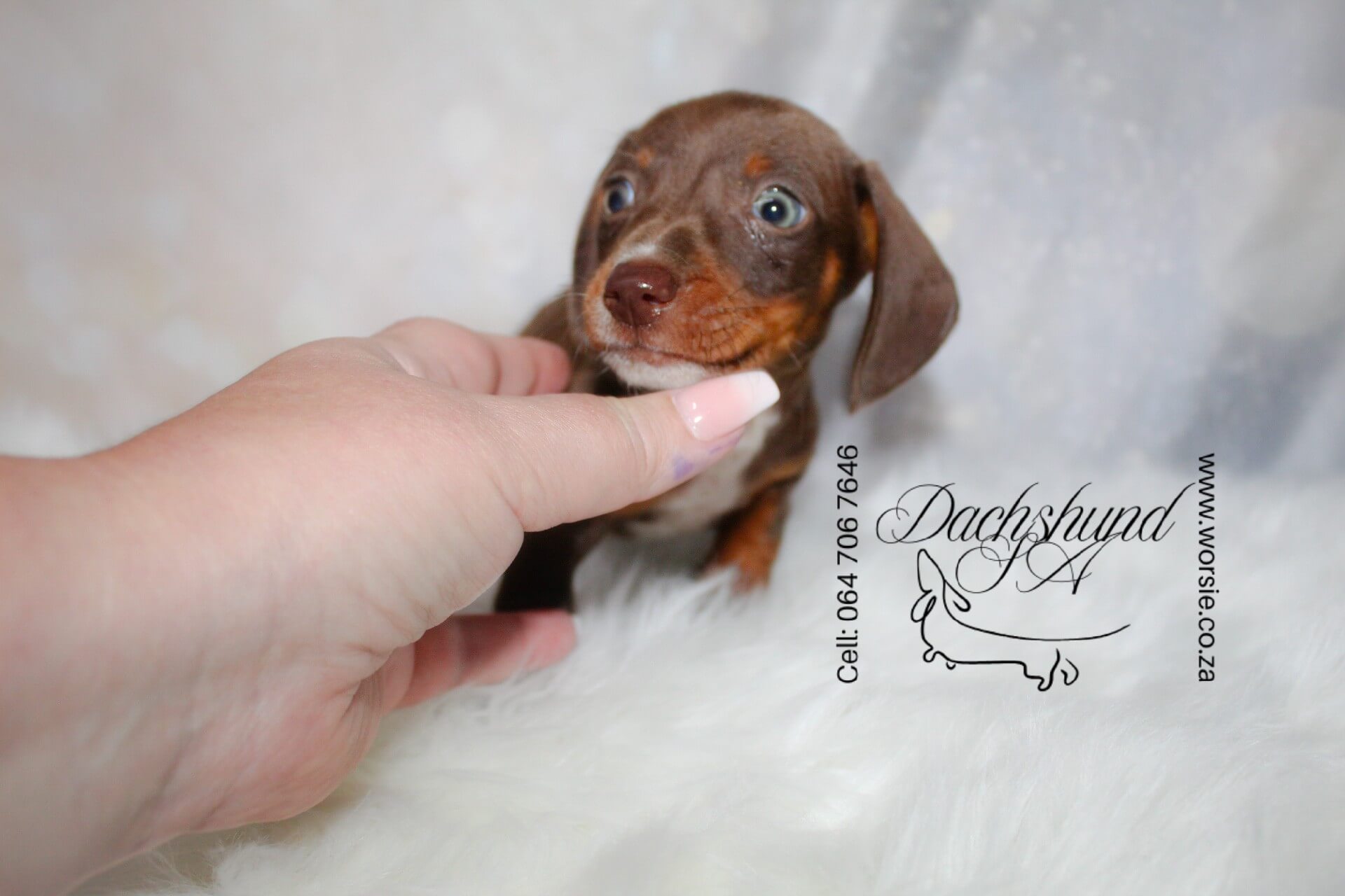 IMG_4203_Watermarked