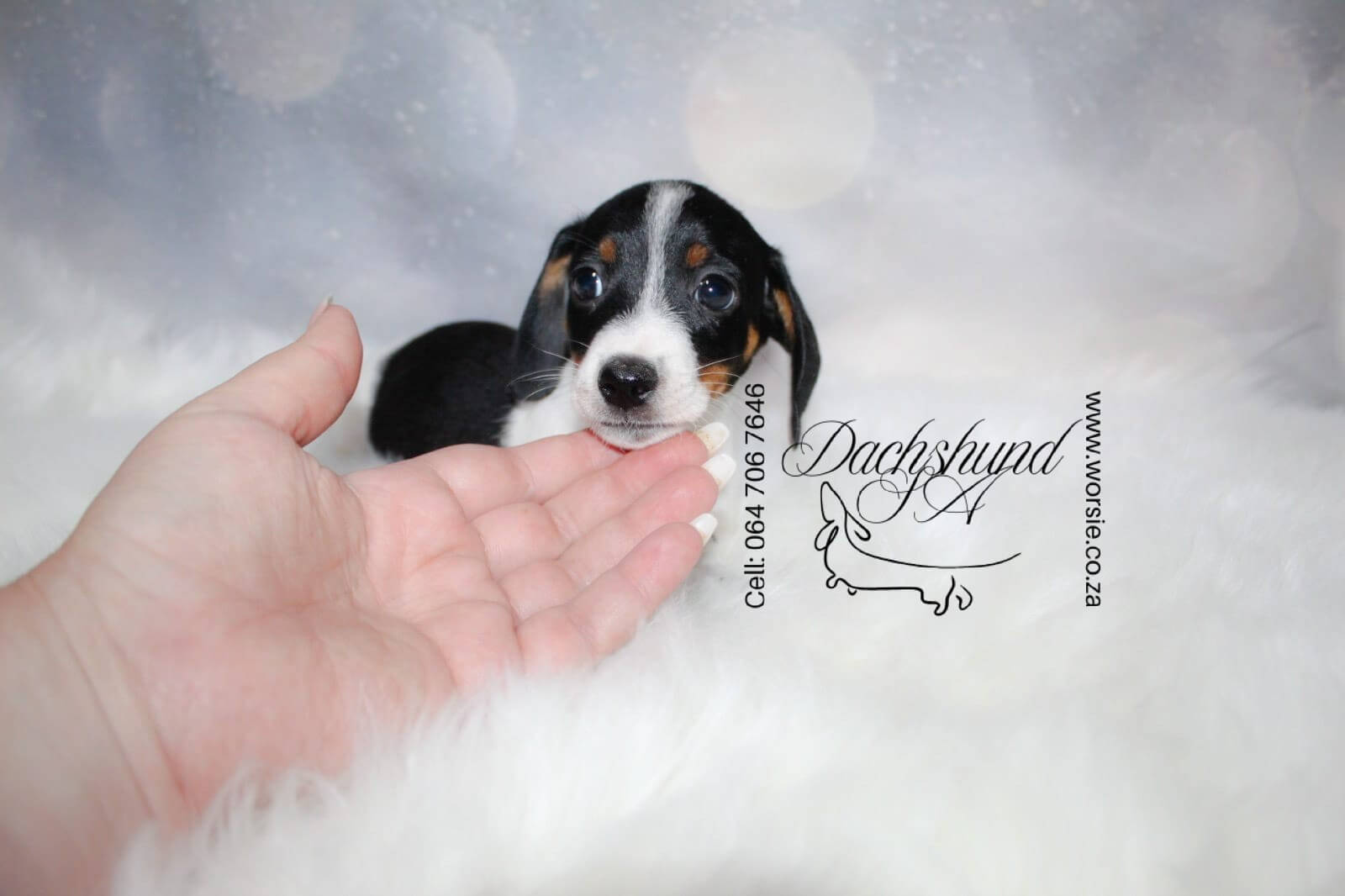 WhatsApp Image 2026-01-18 at 19.43.00_Watermarked