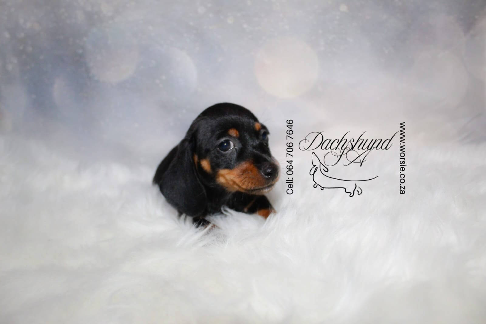 WhatsApp Image 2026-01-18 at 19.43.25_Watermarked